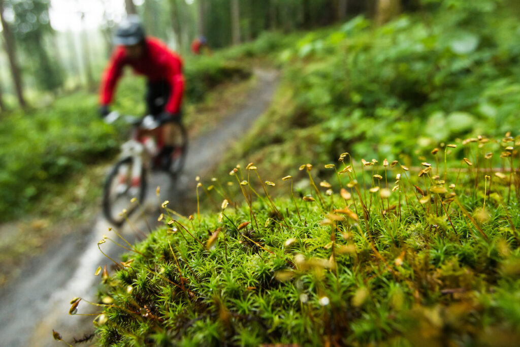 Coed Y Brenin, Snowdonia, Wales | Top UK Mountain Biking Spots | Pauls Cycles